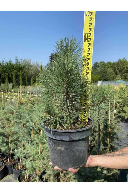 Сосна чорна / австрійська - 3л/вис.40-50см/Ø20-30см